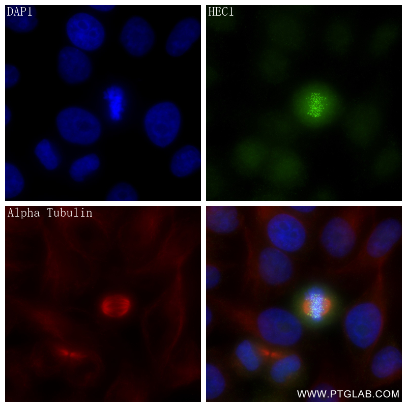 IF Staining of HepG2 using 83859-1-RR