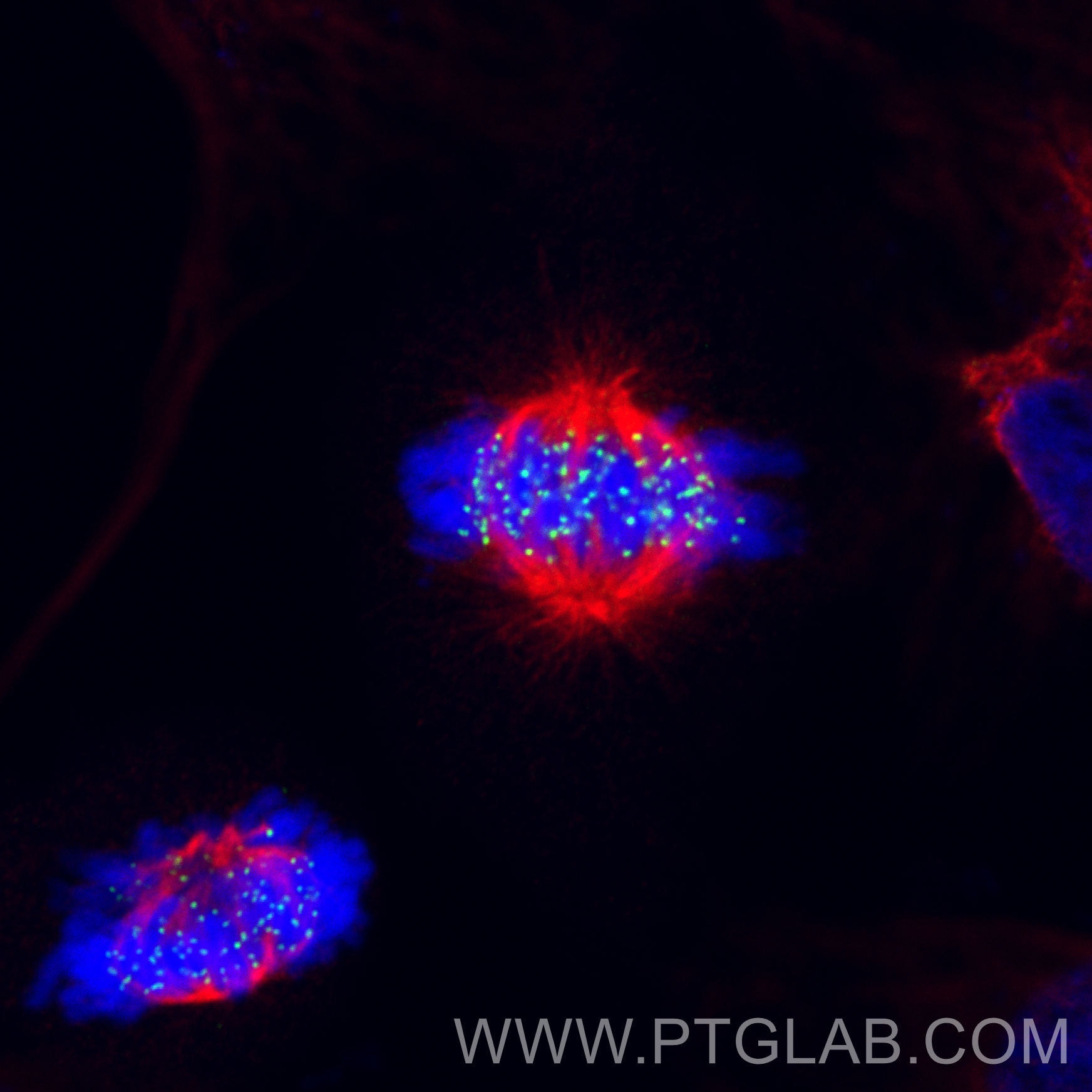 IF Staining of HeLa using 83859-1-RR