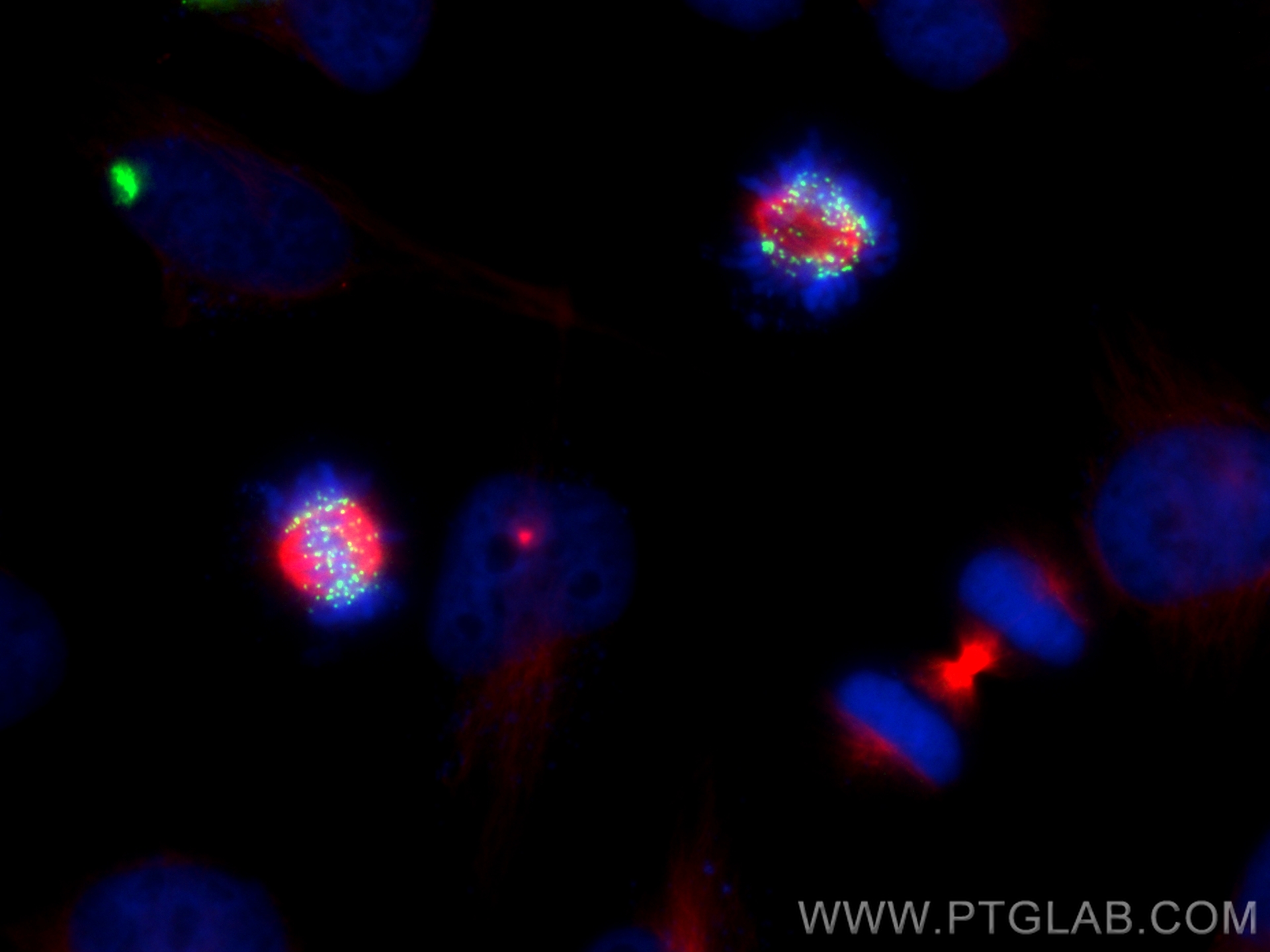 IF Staining of HeLa using CL488-83859