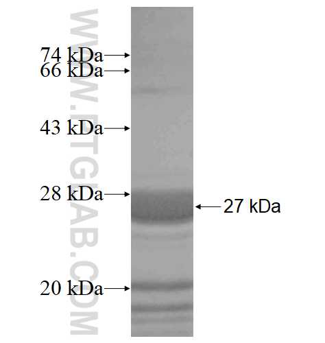 HELT fusion protein Ag20618 SDS-PAGE