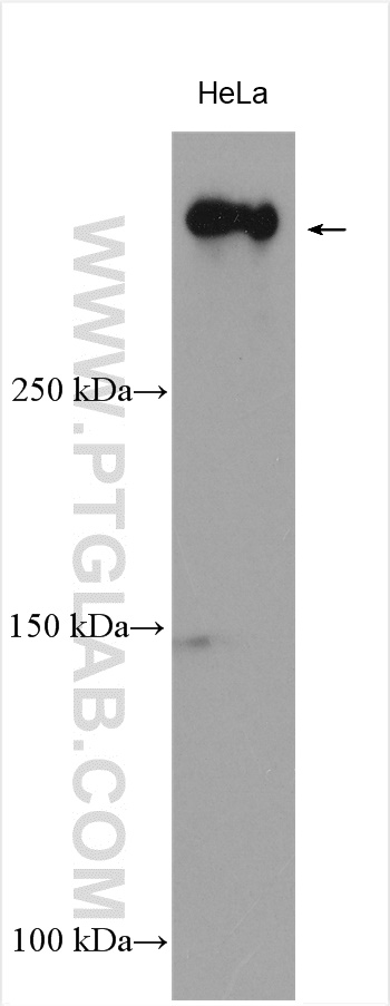 WB analysis using 27459-1-AP