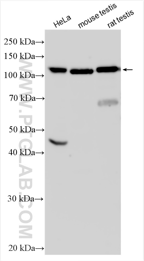 WB analysis using 13691-1-AP