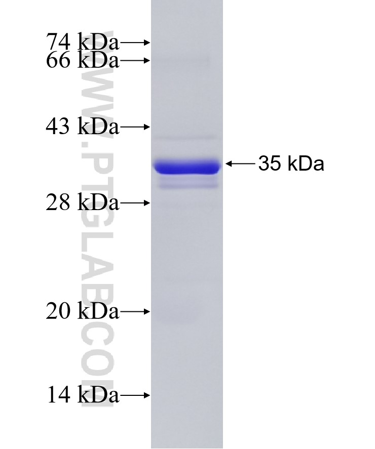 HES1 fusion protein Ag26336 SDS-PAGE