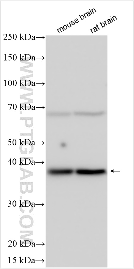 WB analysis using 22666-1-AP