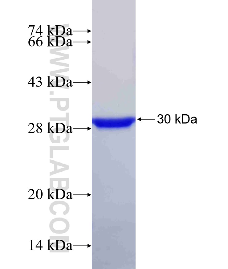 HGF fusion protein Ag25478 SDS-PAGE