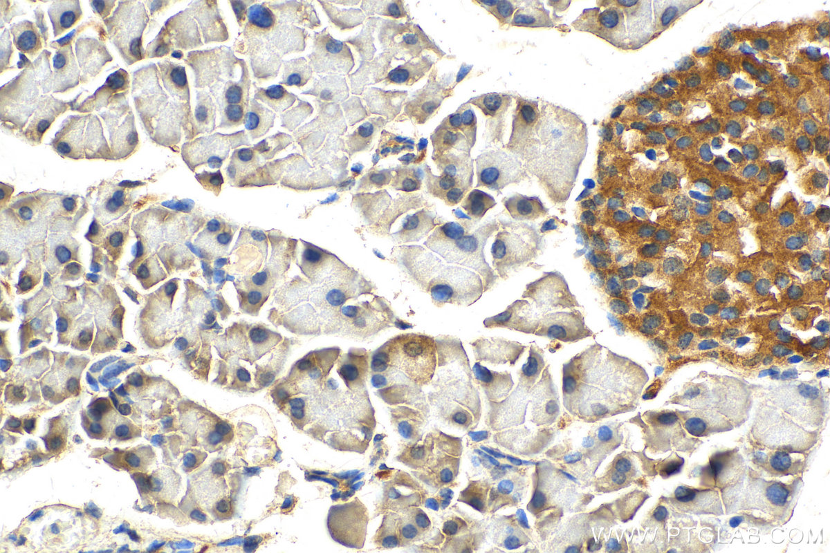 IHC staining of mouse pancreas using 29466-1-AP