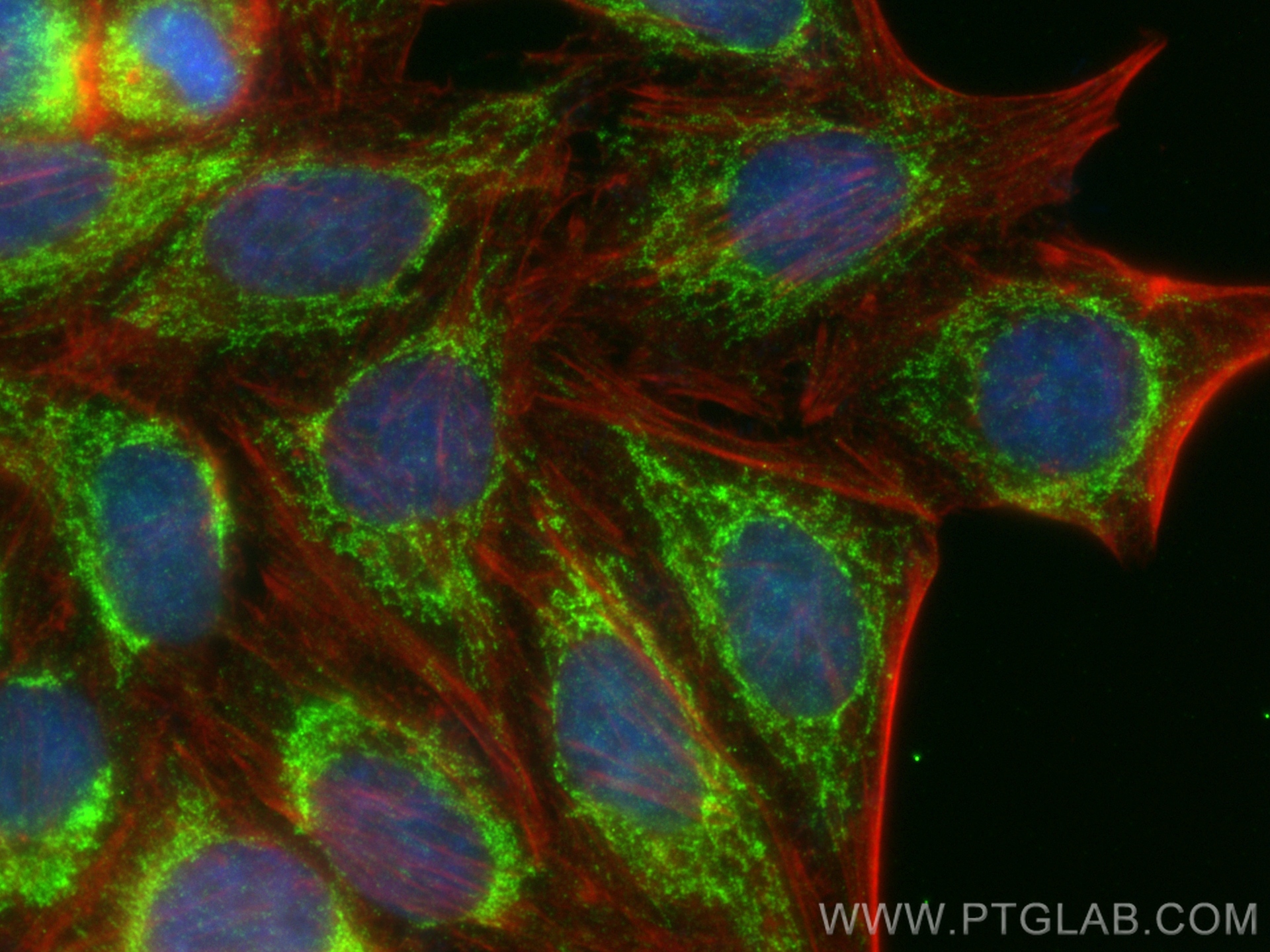 IF Staining of HepG2 using 83569-1-RR (same clone as 83569-1-PBS)