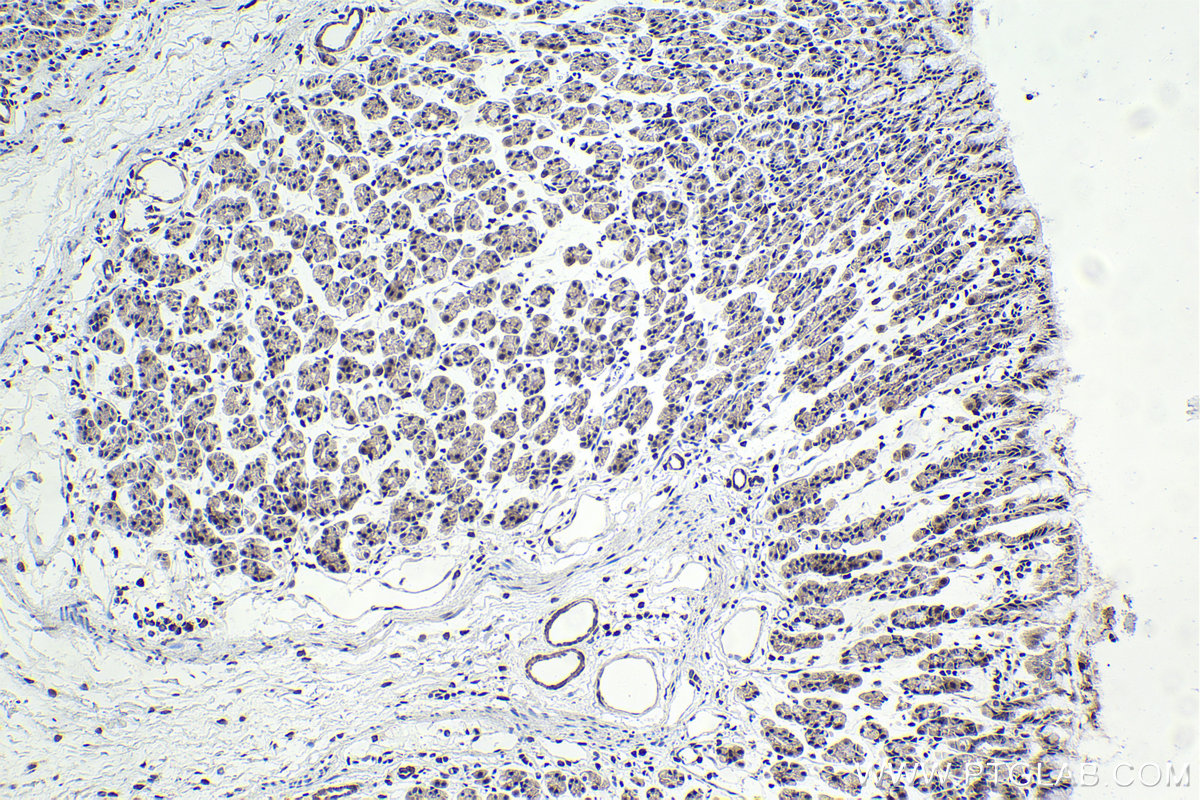 IHC staining of rat stomach using 24949-1-AP