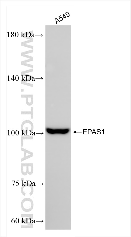 WB analysis of A549 using 83790-1-RR