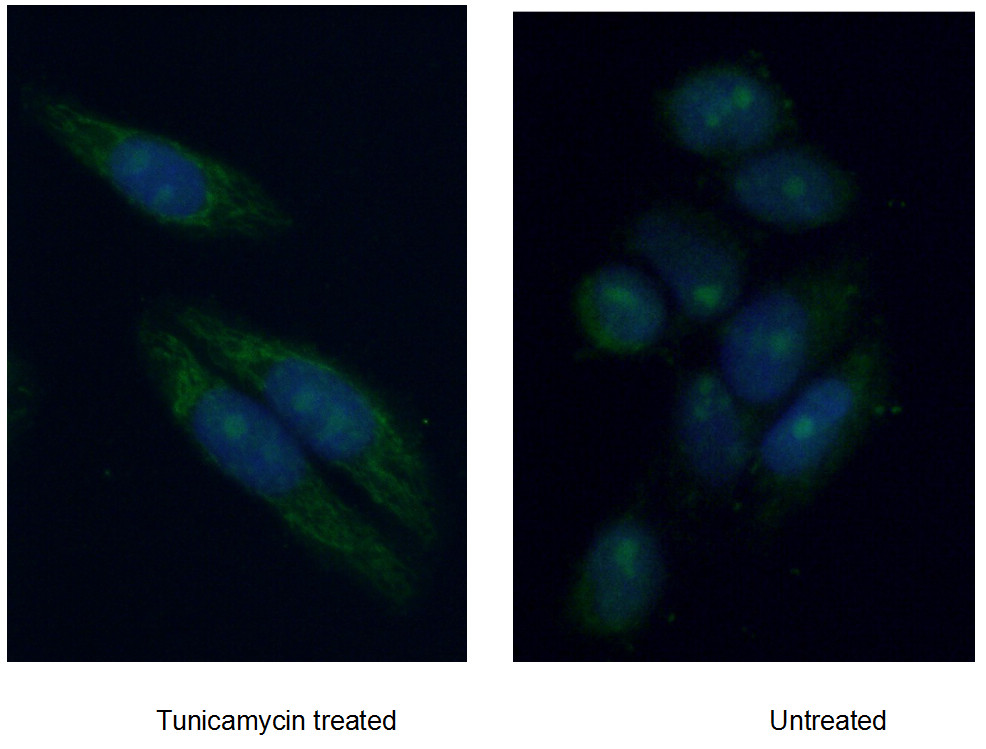 IF Staining of HepG2 using 27650-1-AP