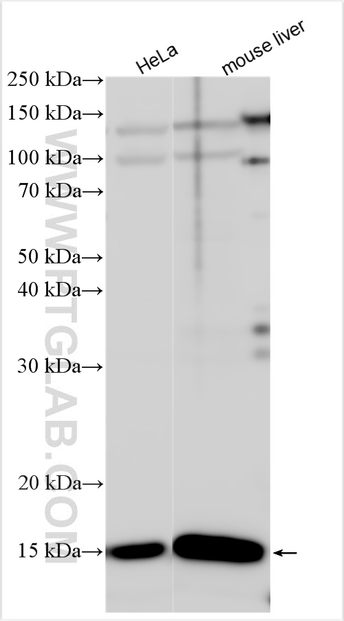 WB analysis using 17986-1-AP