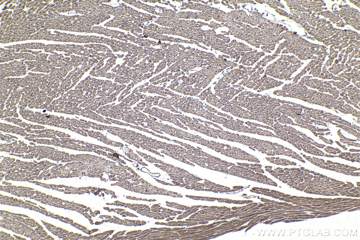 IHC staining of rat heart using 55408-1-AP