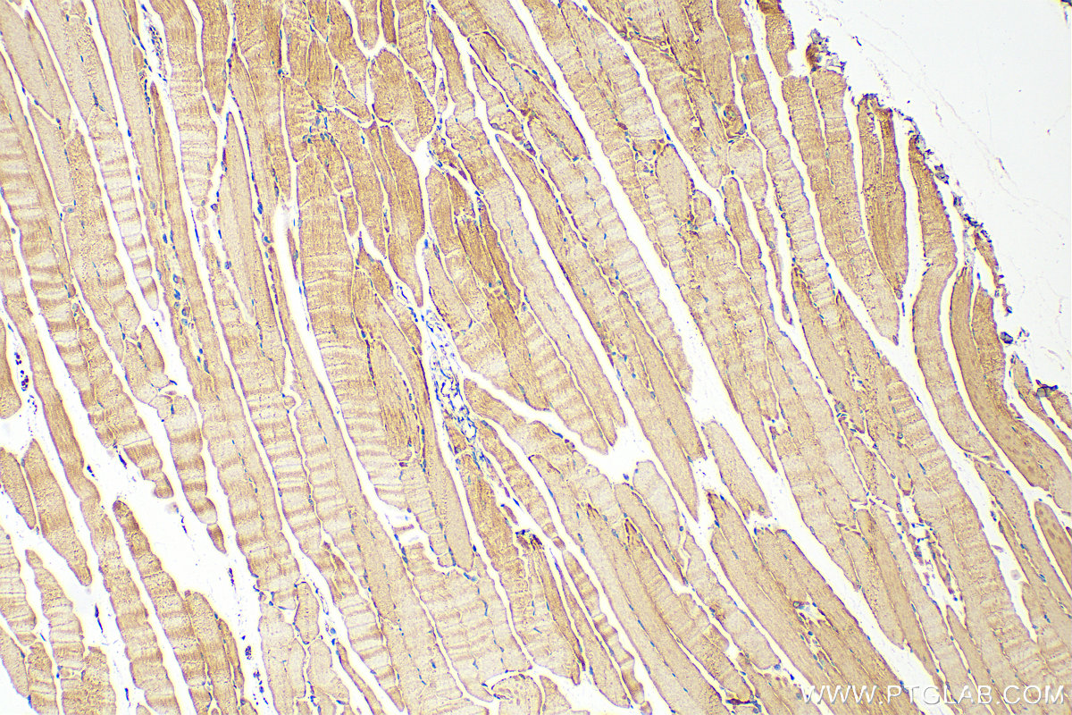 IHC staining of mouse skeletal muscle using 14331-1-AP