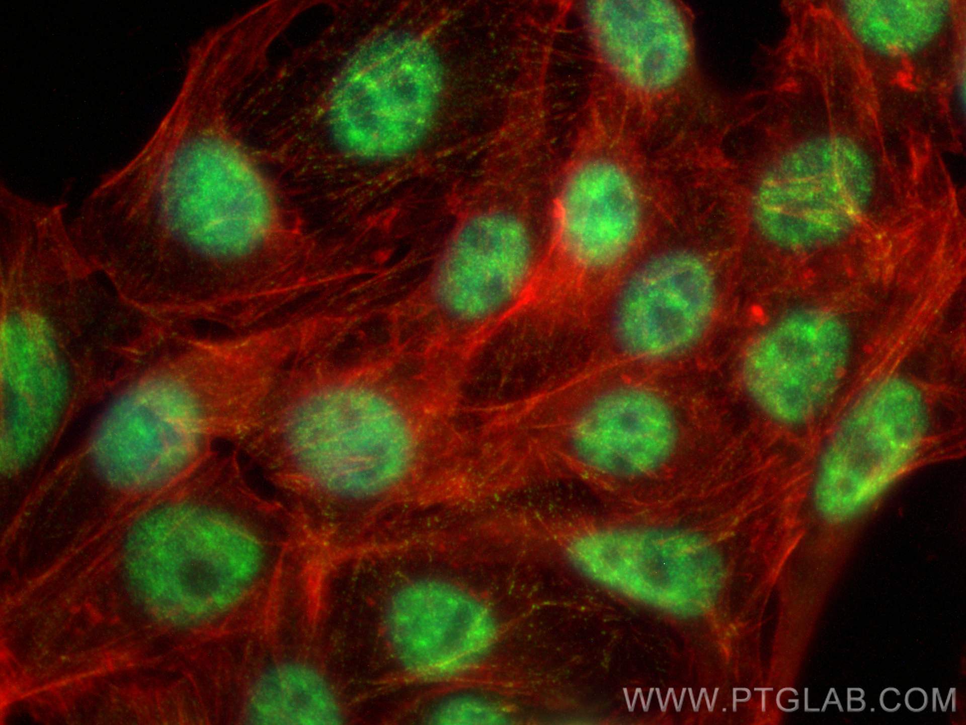 IF Staining of HepG2 using 18188-1-AP