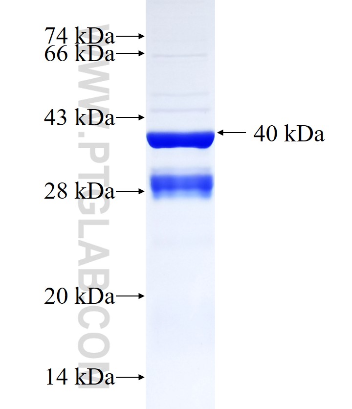 HIST1H2BA fusion protein Ag33975 SDS-PAGE