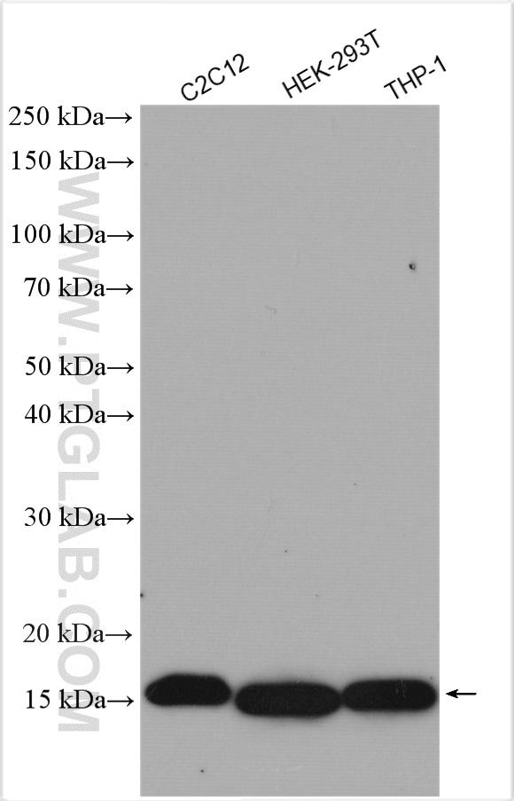 WB analysis using 29202-1-AP