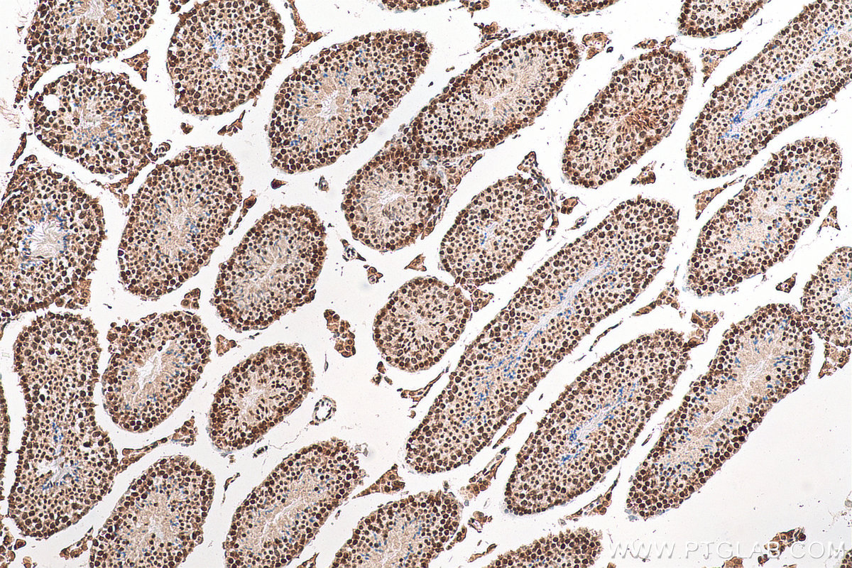 IHC staining of mouse testis using 68503-1-Ig (same clone as 68503-1-PBS)