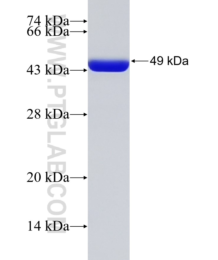 HIV-1-P24 fusion protein Ag32891 SDS-PAGE