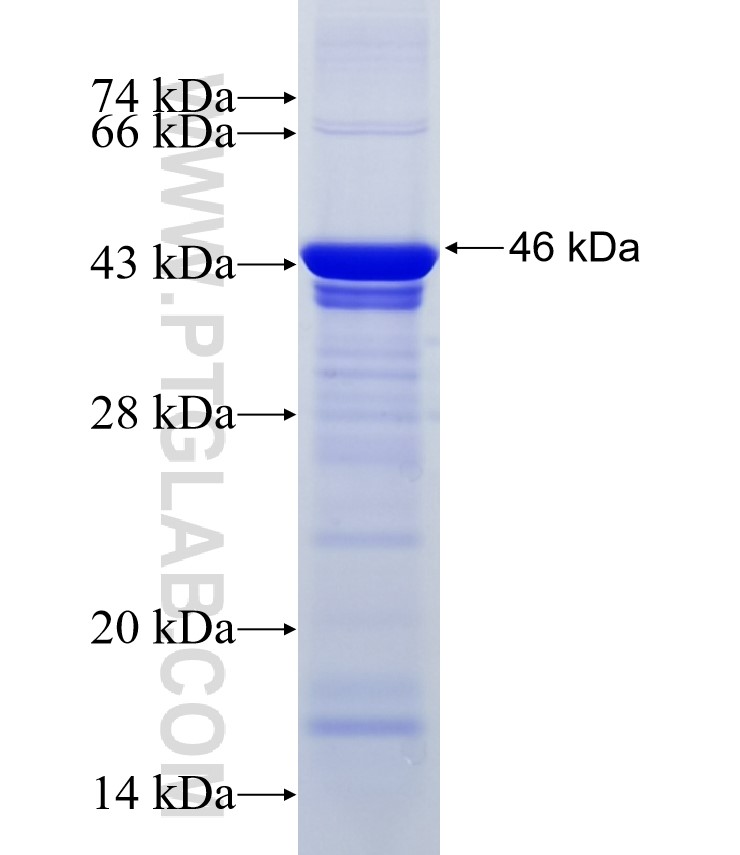 HJURP fusion protein Ag34571 SDS-PAGE