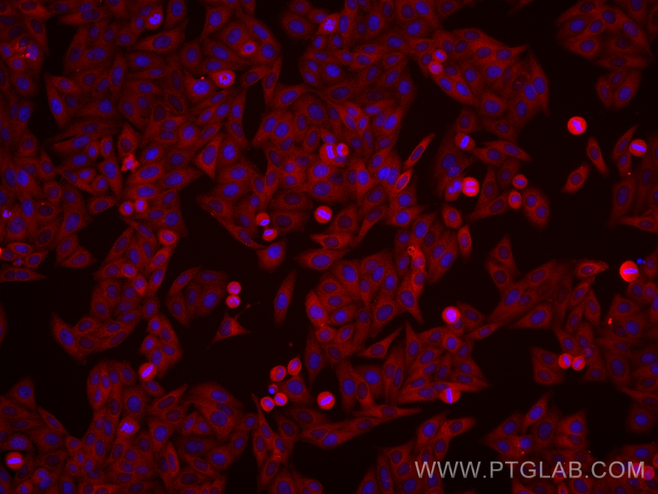 IF Staining of HepG2 using 66974-1-Ig