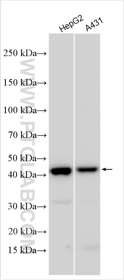 WB analysis using 55383-1-AP