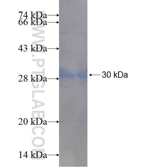 HLA-DPA1 fusion protein Ag9056 SDS-PAGE