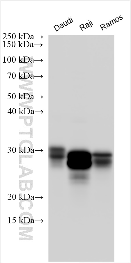 HLA-DRB3