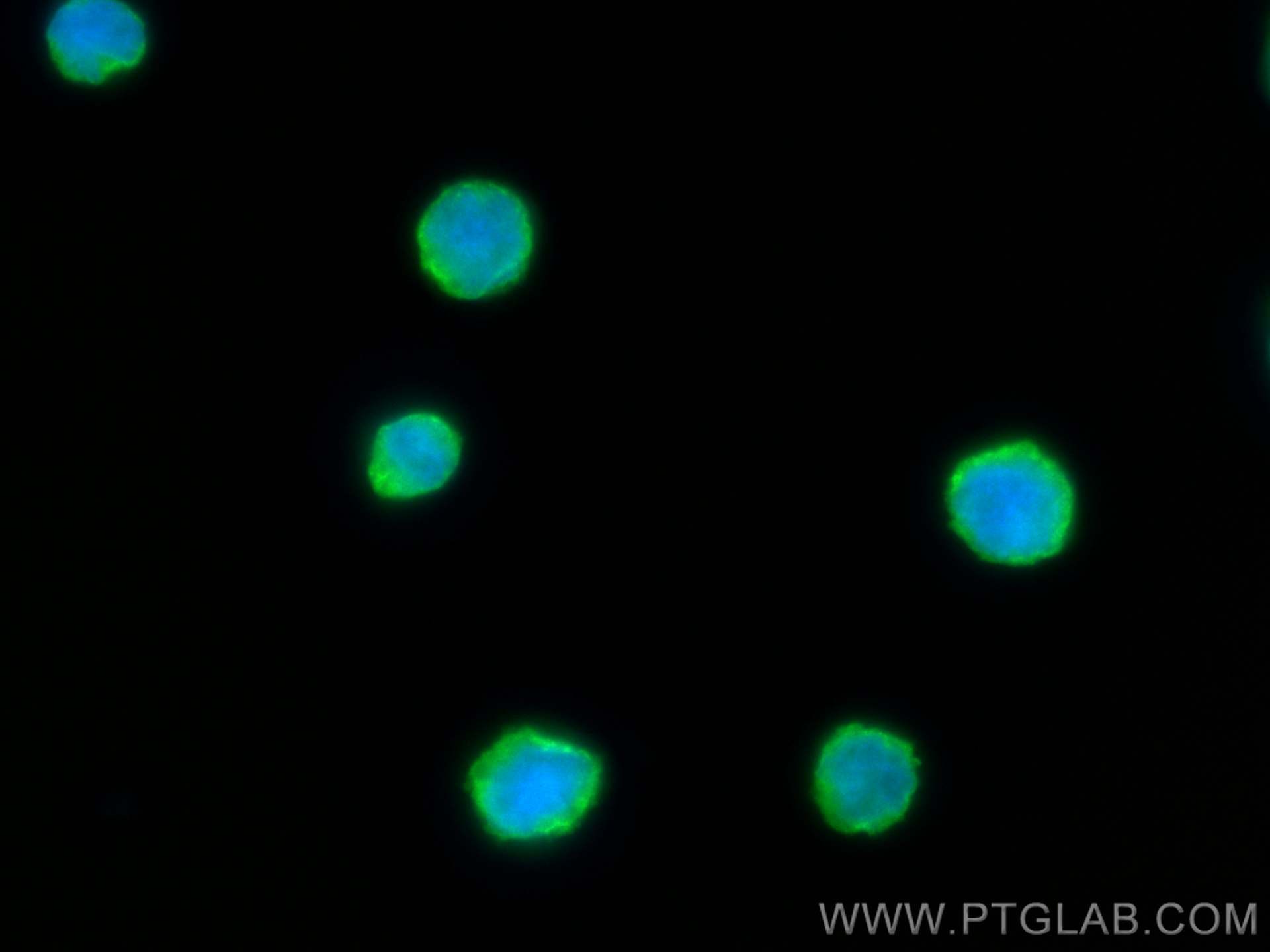 IF Staining of Raji using CL488-66819