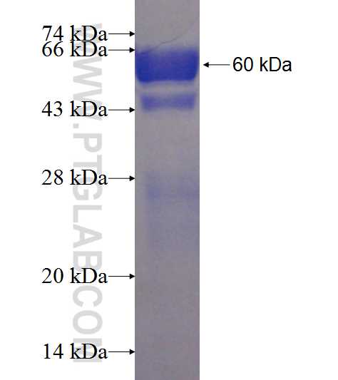 HLA class I (HLA-C) fusion protein Ag8461 SDS-PAGE