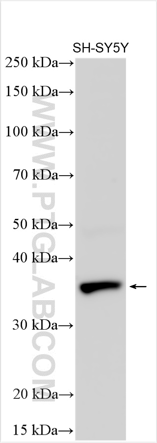 WB analysis using 12870-1-AP