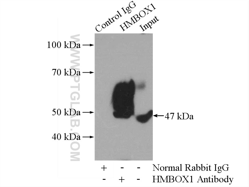 IP experiment of mouse brain using 16123-1-AP