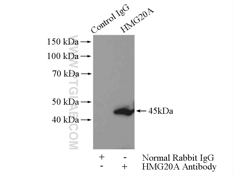 IP experiment of Jurkat using 12085-2-AP