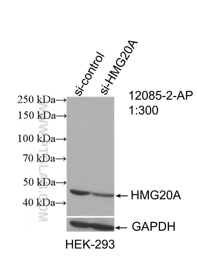 WB analysis of HEK-293 using 12085-2-AP