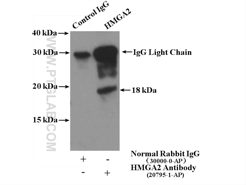 IP experiment of NIH/3T3 using 20795-1-AP