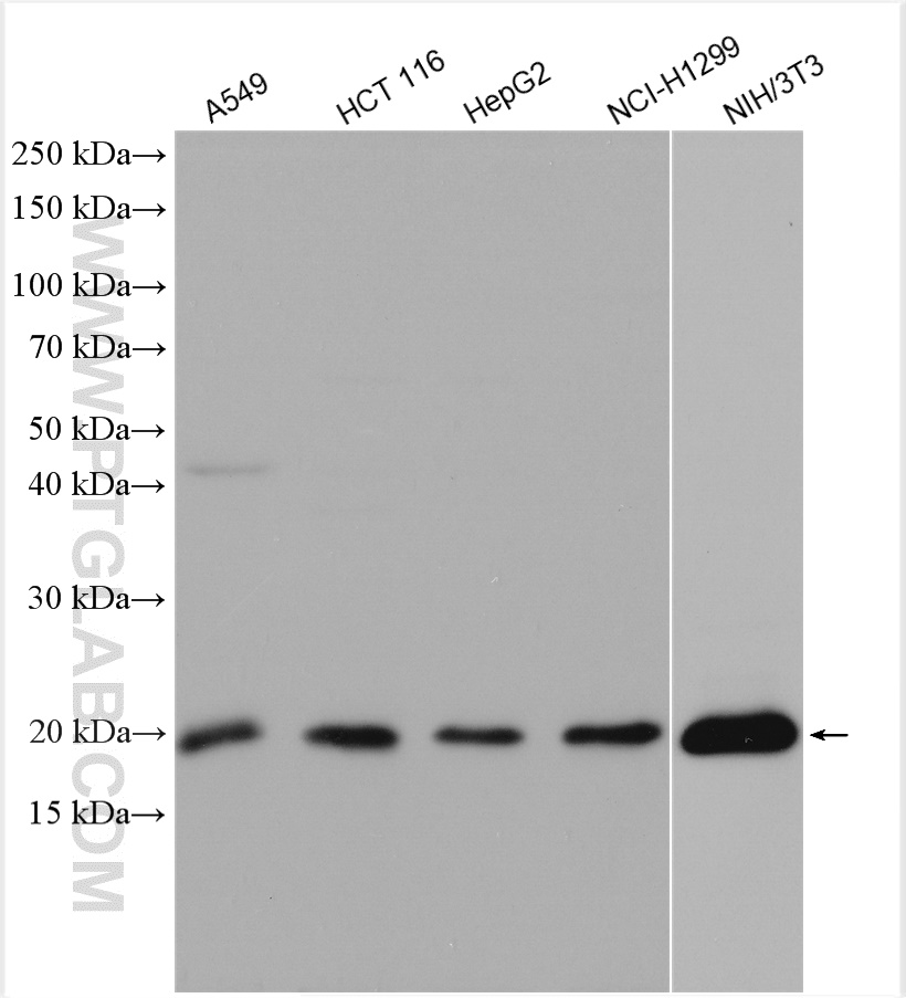 WB analysis using 20795-1-AP
