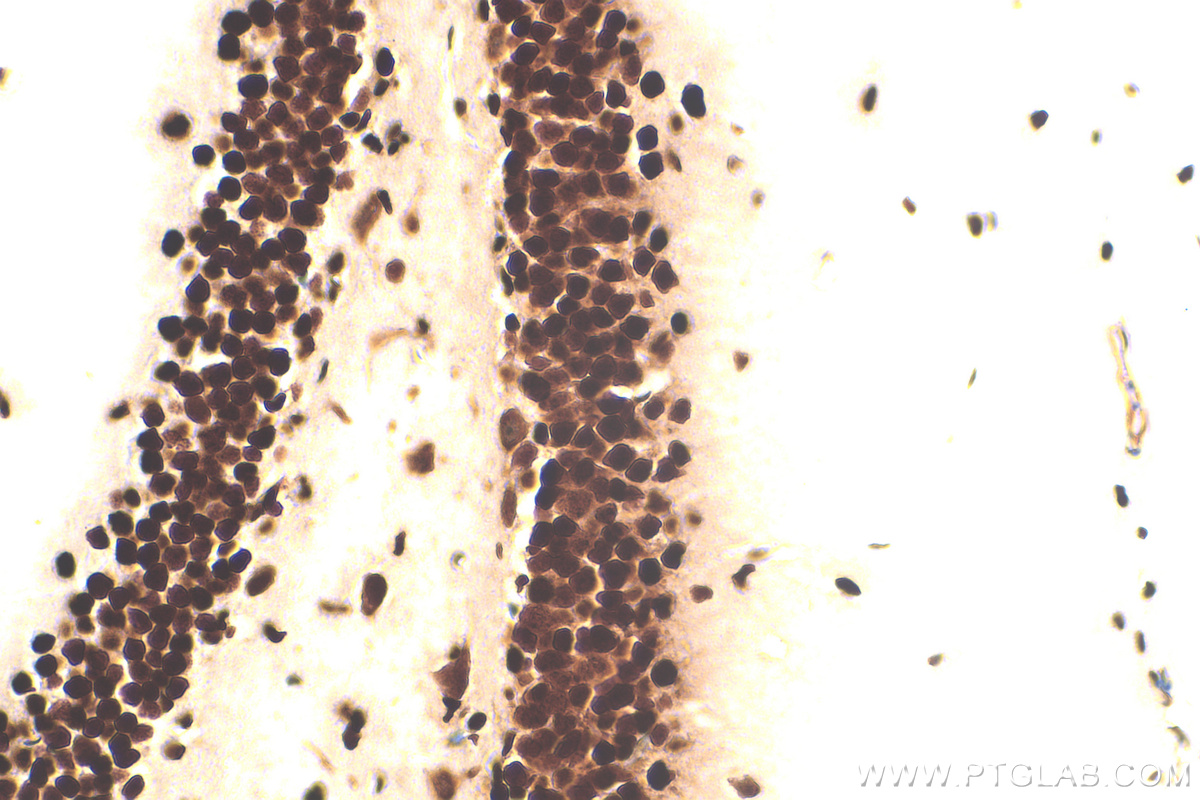 IHC staining of mouse brain using 82973-1-RR (same clone as 82973-1-PBS)