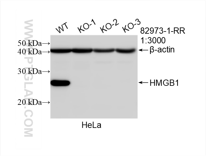 WB analysis of HeLa using 82973-1-RR (same clone as 82973-1-PBS)