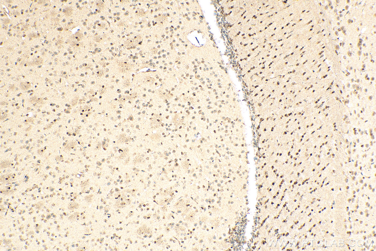 IHC staining of mouse brain using 68185-1-Ig (same clone as 68185-1-PBS)