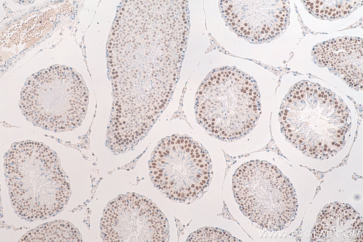 IHC staining of rat testis using 68185-1-Ig (same clone as 68185-1-PBS)