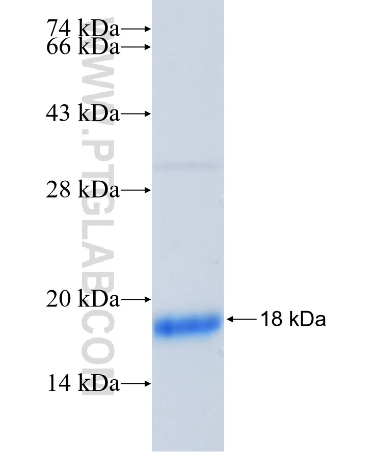 HMGB3 fusion protein Ag26376 SDS-PAGE