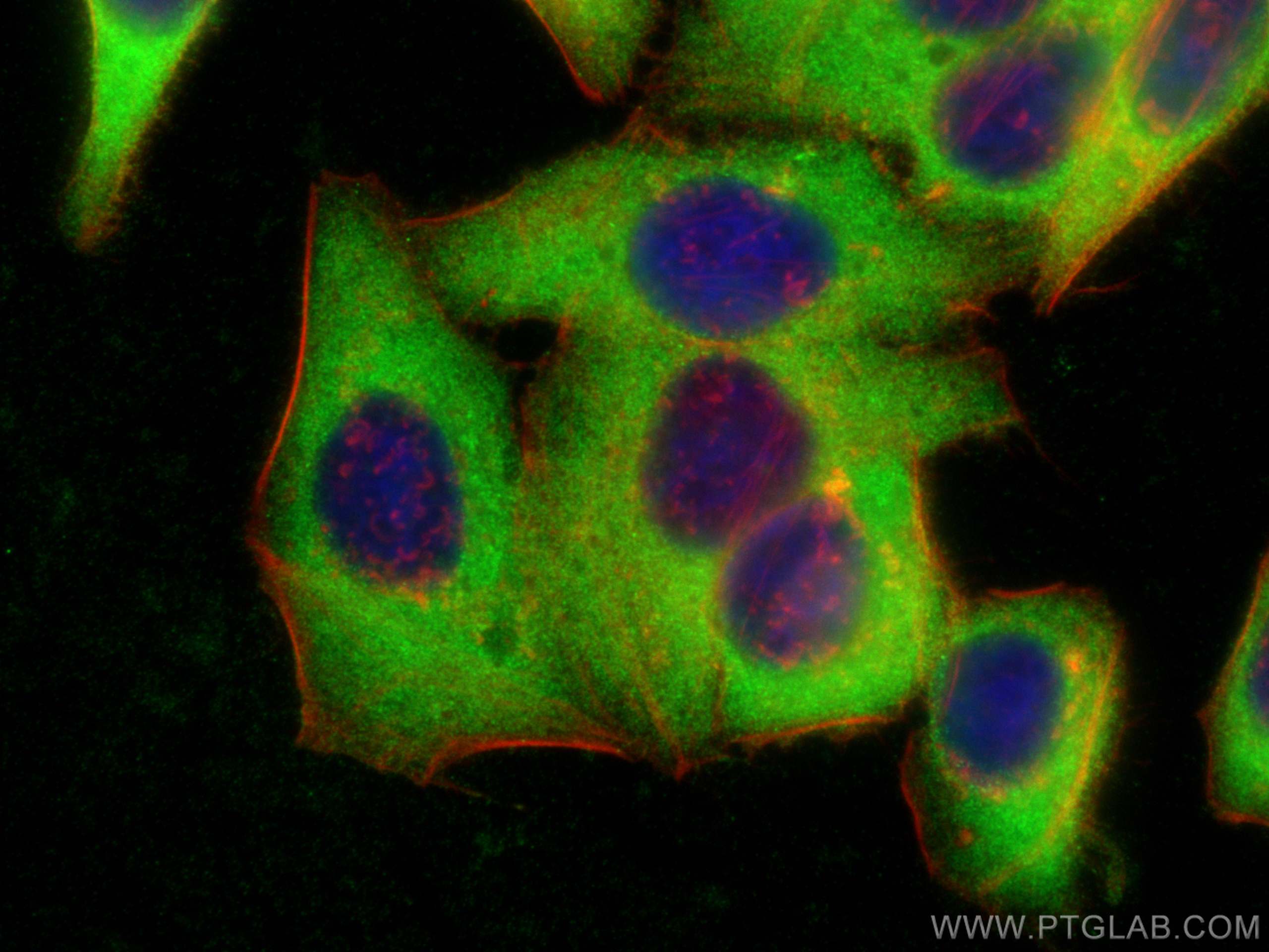 IF Staining of HepG2 using 11695-1-AP