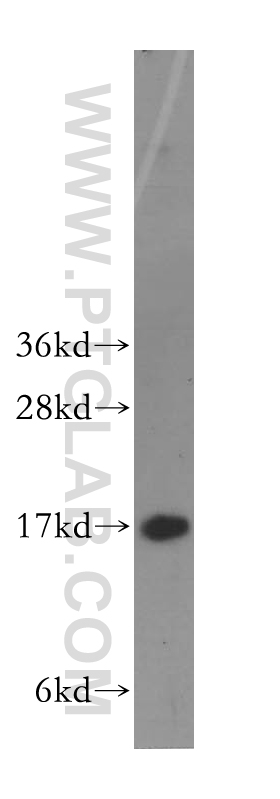 WB analysis of HepG2 using 11695-1-AP