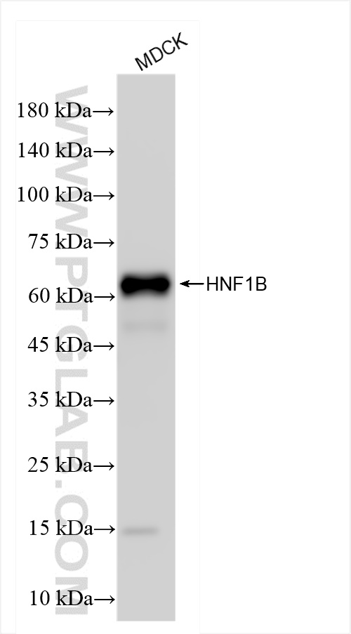 WB analysis of MDCK using 84684-4-RR