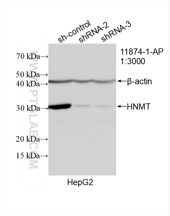 WB analysis of HepG2 using 11874-1-AP