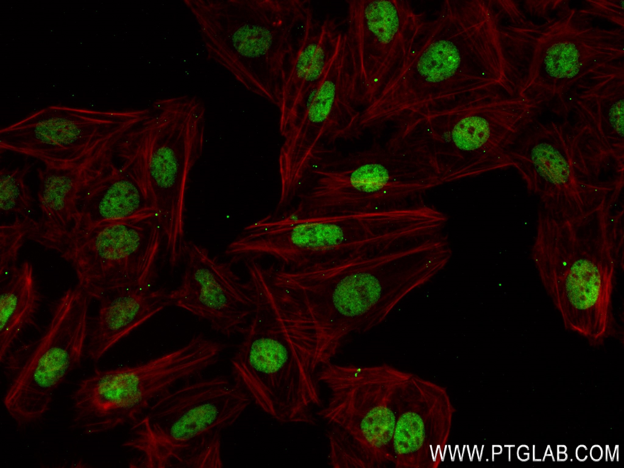 IF Staining of U2OS using 83773-6-RR