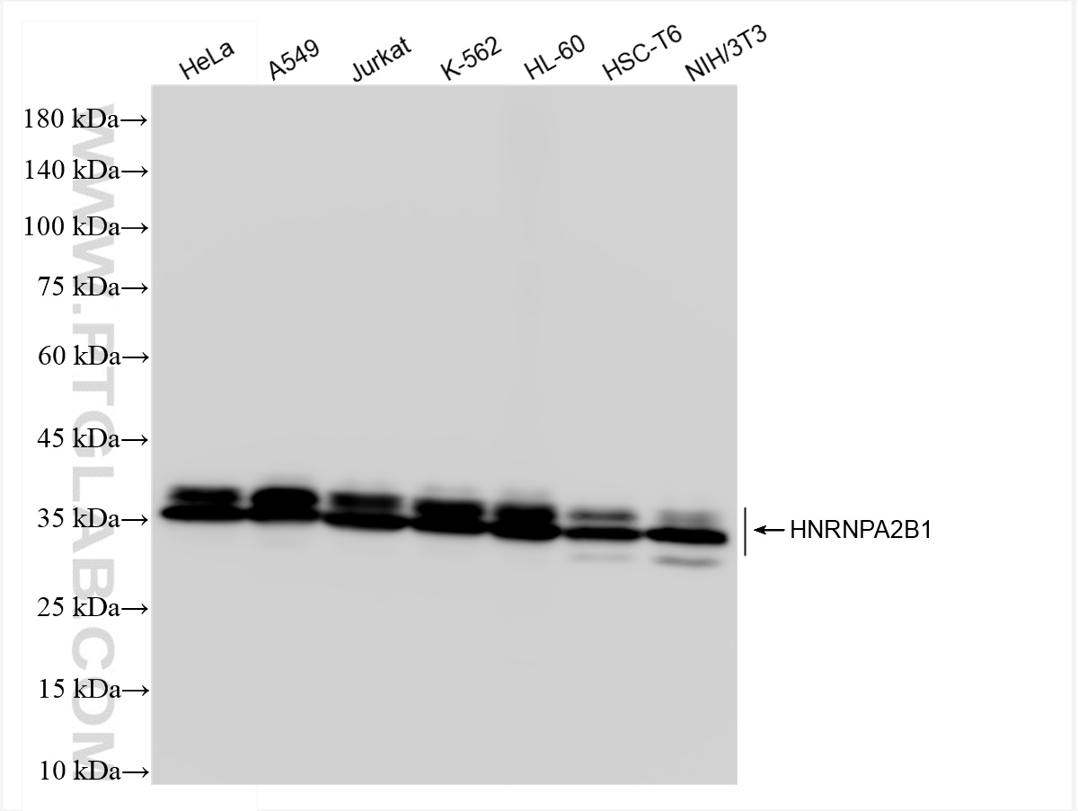 WB analysis using 83773-7-RR