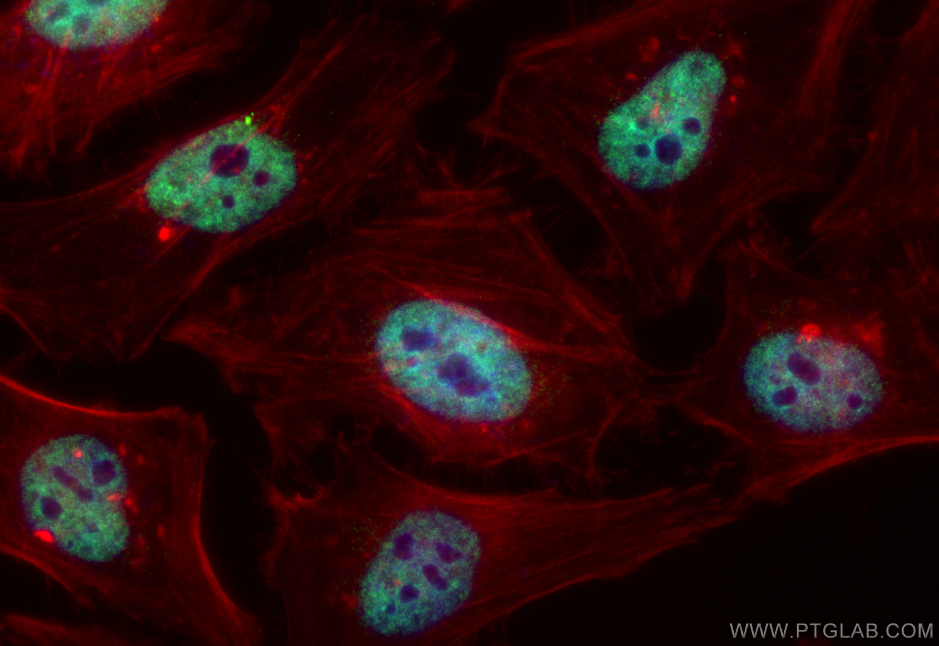 IF Staining of HeLa using CL488-83773-7