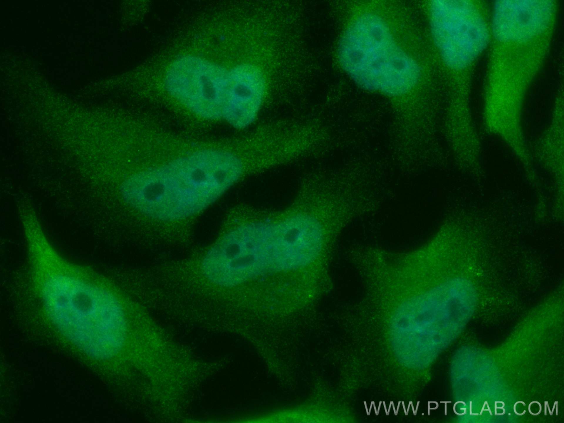 IF Staining of HeLa using CL488-11426