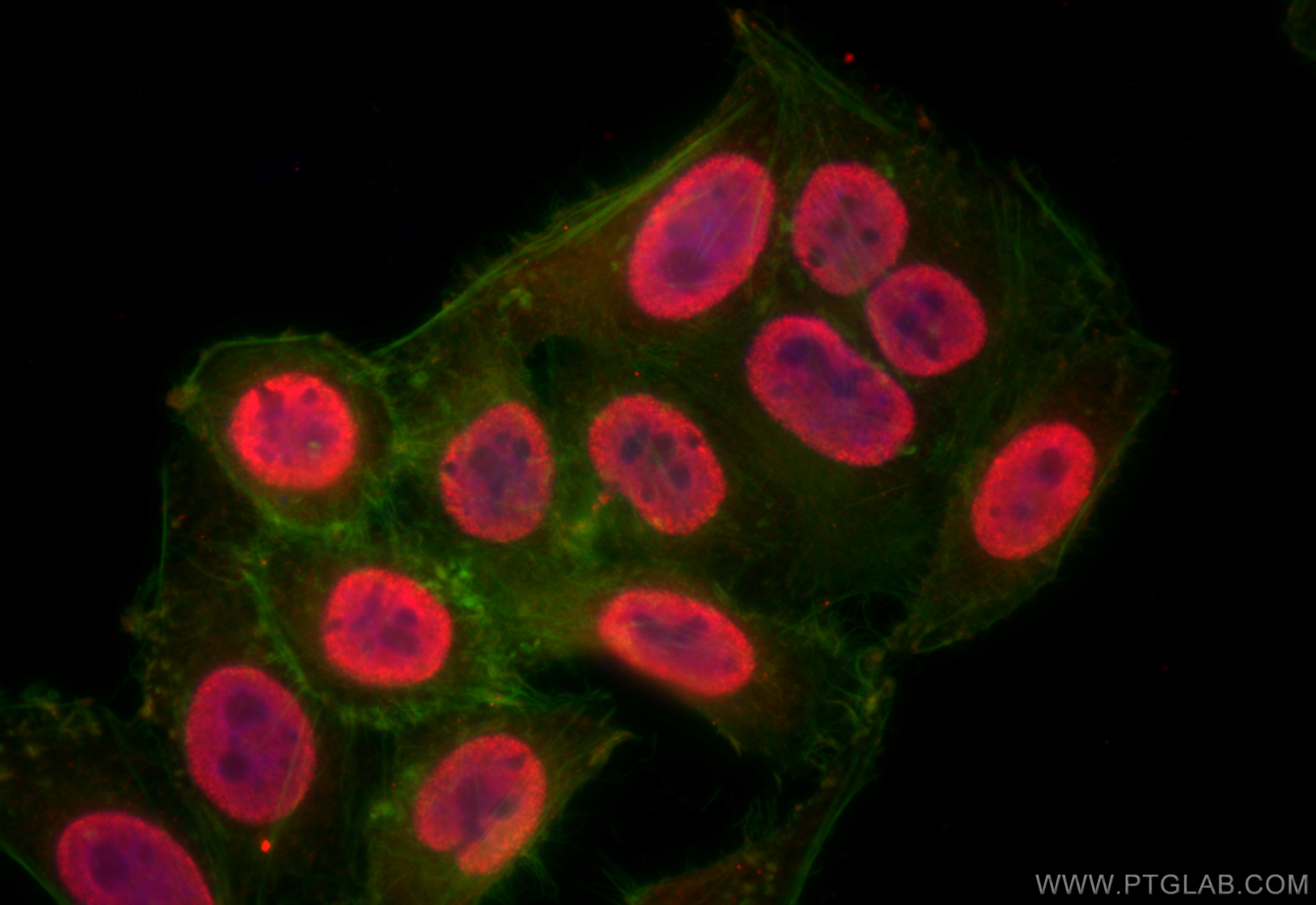 IF Staining of HepG2 using 26897-1-AP