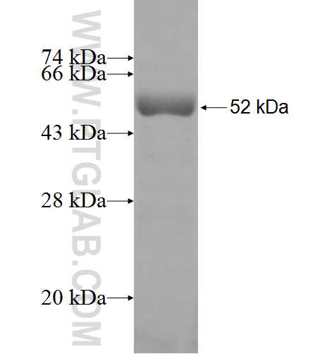 HOMER3 fusion protein Ag9923 SDS-PAGE